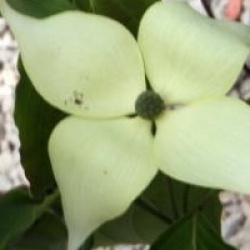 Cornus kousa 'Teutonia'
