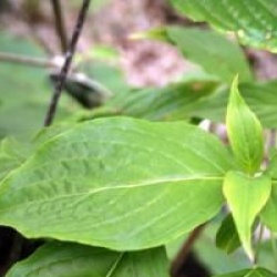 Cornus Ruth Ellen � 'Rutlan'
