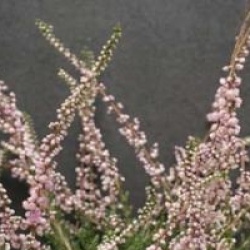 Calluna vulgaris 'Elsie Purnell'