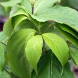 Cornus Ruth Ellen � 'Rutlan'