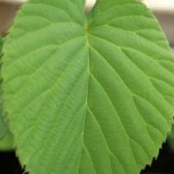 Davidia involucrata 'Sonoma'