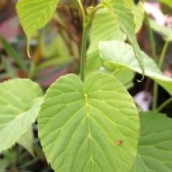 Davidia involucrata 'Sonoma'