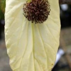 Davidia involucrata 'Sonoma'