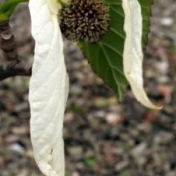 Davidia involucrata 'Sonoma'