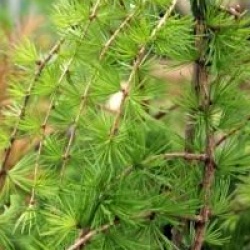 Larix decidua 'Puli'