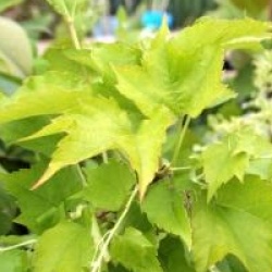 Parthenocissus tricuspidata 'Veitchii Robusta'