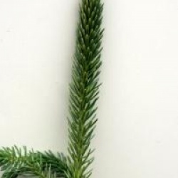 Picea Breweriana - �pic�a pleureur de l'Oregon
