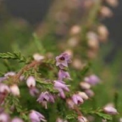 Bruy�re d'automne Heidezwerk