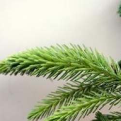 Picea Breweriana