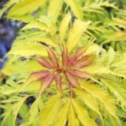 Sambucus racemosa 'Plumosa Aurea' - Sureau � grappes dor�