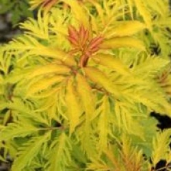 Sambucus racemosa 'Plumosa Aurea'