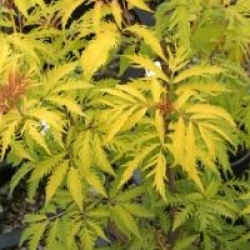 Sambucus racemosa 'Plumosa Aurea'