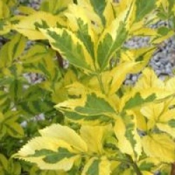 Sambucus nigra 'Madonna'