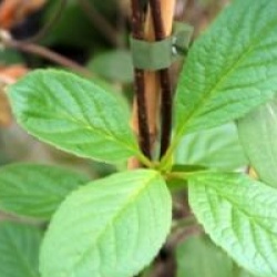 Schisandra rubrifolia 