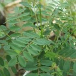 Sorbier � fruits roses