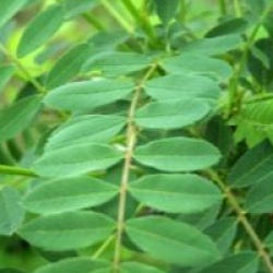 Sorbus hupehensis 'Rosea'