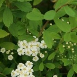 Spiraea nipponica 'Snowmound'