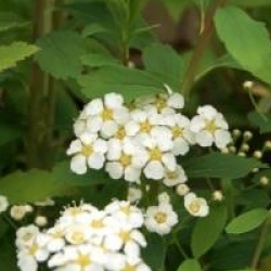 Spiraea nipponica 'Snowmound'