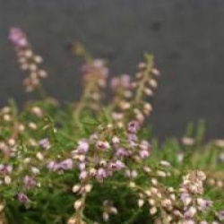 Calluna vulgaris 'Heidezwerk'