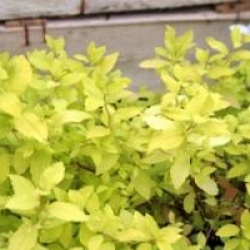 Spir�e Golden Carpet