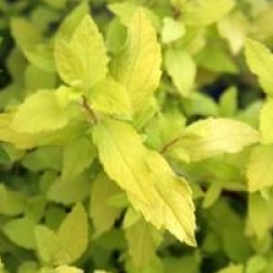 Spiraea x bulmada 'Golden Carpet'