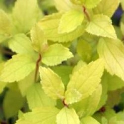 Spiraea x bulmada 'Golden Carpet'