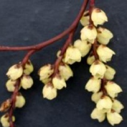 Stachyurus chinensis 'Goldbeater'
