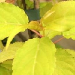 Stachyurus chinensis 'Goldbeater'