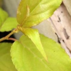 Stachyurus chinensis 'Goldbeater'