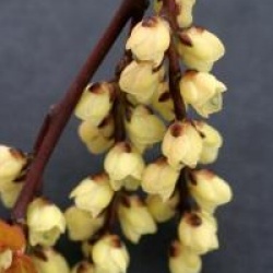 Stachyurus chinensis 'Goldbeater'