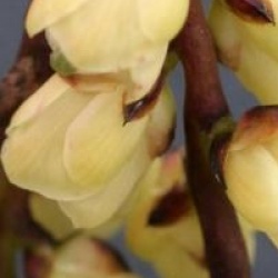 Stachyurus chinensis 'Goldbeater'