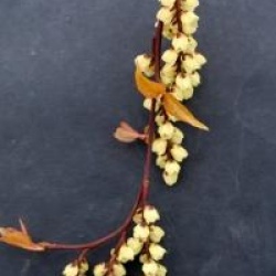 Stachyurus chinensis 'Goldbeater'
