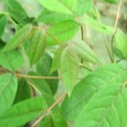 Staphylea holocarpa var. rosea