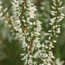 Calluna vulgaris 'Melanie' cov 