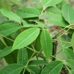 Staphylea holocarpa var. rosea