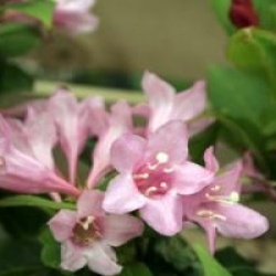 Weigela 'Minuet' - Weigelia Minuet