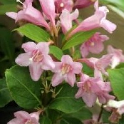 Weigela 'Minuet'