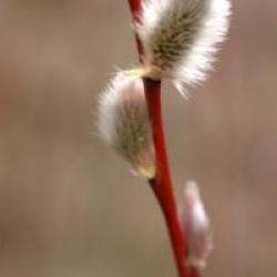 Salix acutifolia 'Blue Streak' - Saule Blue Streak