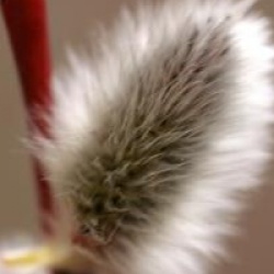 Salix acutifolia 'Blue Streak'