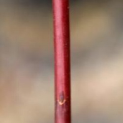 Salix acutifolia 'Blue Streak'