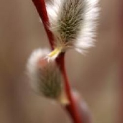 Salix acutifolia 'Blue Streak'