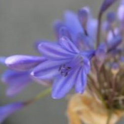 Agapanthus 'Peter Pan'