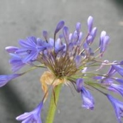 Agapanthus 'Peter Pan'