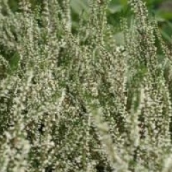 Calluna vulgaris 'Melanie' cov 