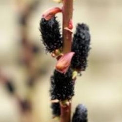 Salix gracilistyla 'Melanostachys'