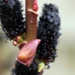 Salix gracilistyla 'Melanostachys'