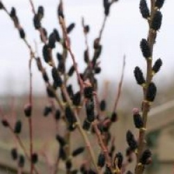 Salix gracilistyla 'Melanostachys'