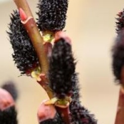 Salix gracilistyla 'Melanostachys'