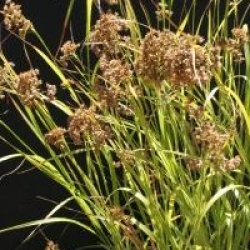 Luzula nivea