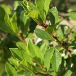 Salix artica Yalta �